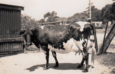 Photograph - Digital Image, Cherel Sartori, Cows at Kell's Cottage 1956, 01/01/1956