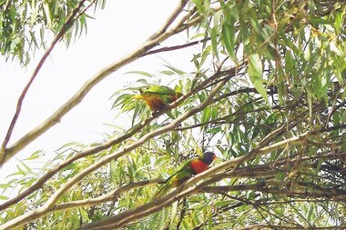 Photograph - Digital Image, Marilyn Smith, Birds at Larundel, 05/09/2017