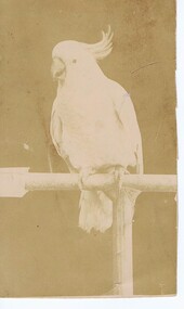 Birthday Card - Digital Image, Postcard to Frank, 1940s