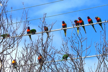 Photograph - Digital Image, Marilyn Smith, Birds, Santon Street Greensborough, 16/06/2018