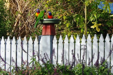 Photograph - Digital Image, Marilyn Smith, Birds, Santon Street Greensborough, 19/06/2018