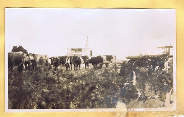 Photograph - Digital Image, Mystery mine photographs: Dairy herd on the property, 1935c