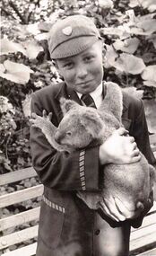 Photograph - Digital Image, David Vickers with koala, 1950s