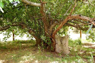 Photograph - Digital Image, Batman Apple Tree 2018, 2018_
