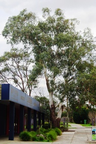 Photograph - Digital Image, Diamond Valley Tree Protest 2019 - Tree 10, 25/07/2019