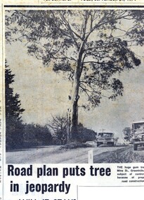 Newspaper Clipping - Digital Image, Road plan puts tree in jeopardy 1974 [Mine Street Greenhills], 24/09/1974