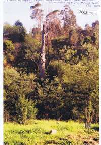 Photograph - Photograph (Copy), Anne Paul, Squizzy Taylor's target tree, taken from old road in front of Plenty Bridge Hotel, Lower Plenty 2003, 2003_05