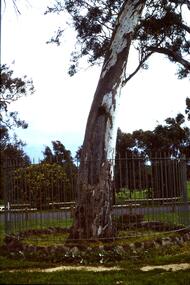 Slide - Photograph, John Ramsdale, Canoe tree: Slide 5, 1970s