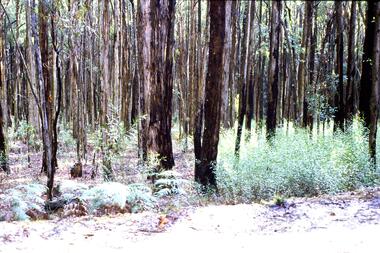 Slide - Photograph, John Ramsdale, Post bushfire regrowth, Upper Plenty: Slide 31, 1990s