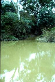 Slide - Photograph, John Ramsdale, Plenty River with European trees: Slide 27, 1990s