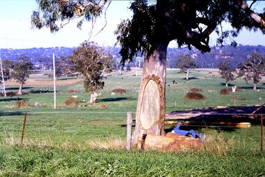 Slide - Photograph, John Ramsdale, Canoe tree, Bonds Road: Slide 20, 1990s