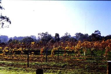 Slide - Photograph, John Ramsdale, Vineyard: Slide 21, 1990s