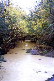 Slide - Photograph, John Ramsdale, Plenty River with European trees: Slide 24, 1990s