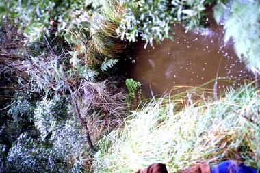 Slide - Photograph, John Ramsdale, Source of the Plenty River: Slide 32, 1990s