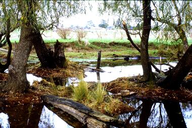 Slide - Photograph, John Ramsdale, Upper Plenty, possibly Yan Yean: Slide 56, 1990s