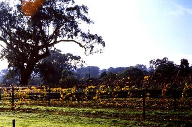 Slide - Photograph, John Ramsdale, Vineyards off Bonds Road: Slide 66, 1990s