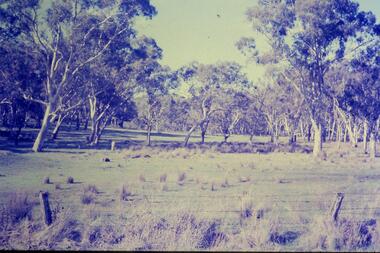 Slide - Photograph, John Ramsdale, River red gums around Yan Yean: Slide 73, 1990s