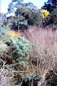 Slide - Photograph, John Ramsdale, Trees and vegetation near Plenty River: Slide 75, 1990s
