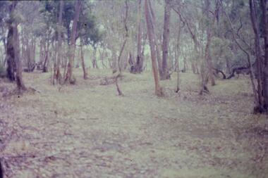 Slide - Photograph, John Ramsdale, Yan Yean: Slide 80, 1990s