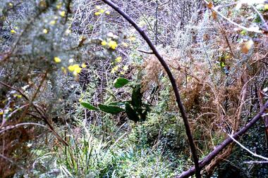 Slide - Photograph, John Ramsdale, Prickly pear, Greensborough: Slide 82, 1990s