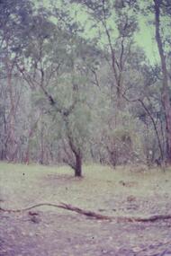 Slide - Photograph, John Ramsdale, Bushland: Slide 84, 1990s