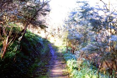 Slide - Photograph, John Ramsdale, Along Plenty River near Para Road: Slide 86, 1990s