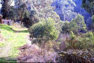 Slide - Photograph, John Ramsdale, Plenty Gorge with blackberries: Slide 87, 1990s