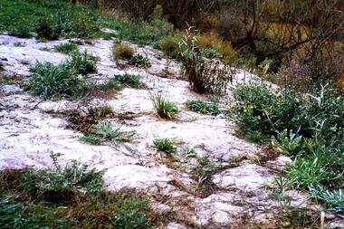 Slide - Photograph, John Ramsdale, Weeds in sandy soil: Slide 114, 1990s