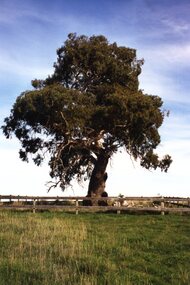 Photograph, Jan Macdonald, Trees at Viewbank Homestead site, 1999