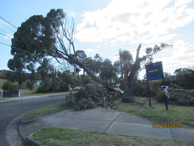 Photograph - Photograph - Digital Image, Peter Simmenauer, Storm damage, Barclay Park 2021, 27/10/2021
