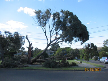 Photograph - Photograph - Digital Image, Peter Simmenauer, Storm damage, Barclay Park 2021, 27/10/2021