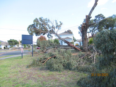 Photograph - Photograph - Digital Image, Peter Simmenauer, Storm damage, Barclay Park 2021, 27/10/2021