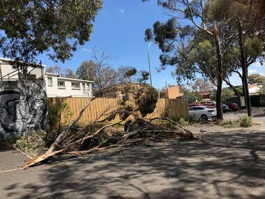 Photograph - Photograph - Digital Image, Sue Ballantyne, Storm damage,Montmorency 2021, 01/11/2021