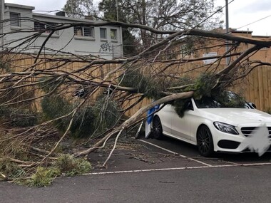 Photograph - Photograph - Digital Image, Sue Ballantyne, Storm damage, Montmorency 2021, 01/11/2021