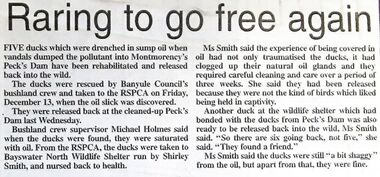 Newspaper - Newspaper Clipping - Digital Image, Diamond Valley News, Raring to go free again, 1990s