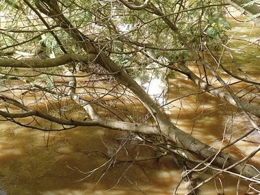 Photograph - Photograph - Digital Image, Marilyn Smith, Plenty River high water 2020, 24/08/2020