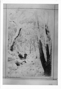 Photograph - B/W, C 1898