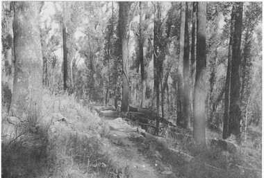 Photograph - B/W