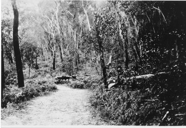 Photograph - Sepia, C 1920s