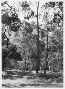 Photograph - B/W, C 1940- (before 1950)