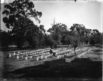 Photograph, C 1900s