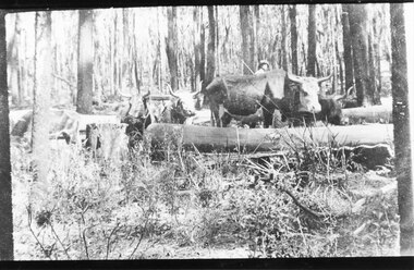 Photograph - B/W, C 1910