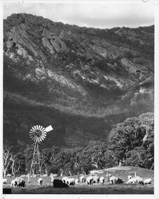 Photograph - B/W, C 1960s