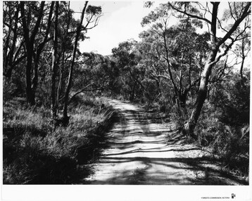 Photograph - B/W, C  1960s