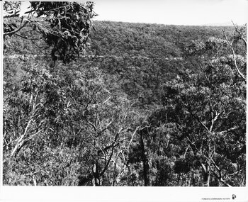Photograph - B/W, C 1960s (?)