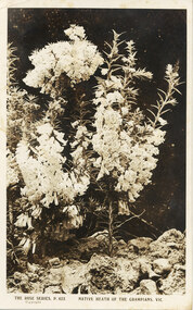 Postcard - Sepia