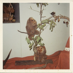 Photograph - Coloured, C 1996
