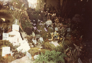 Photograph - Coloured, C 1983