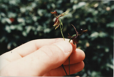 Photograph - Coloured