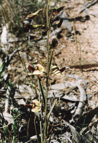 Photograph - Coloured